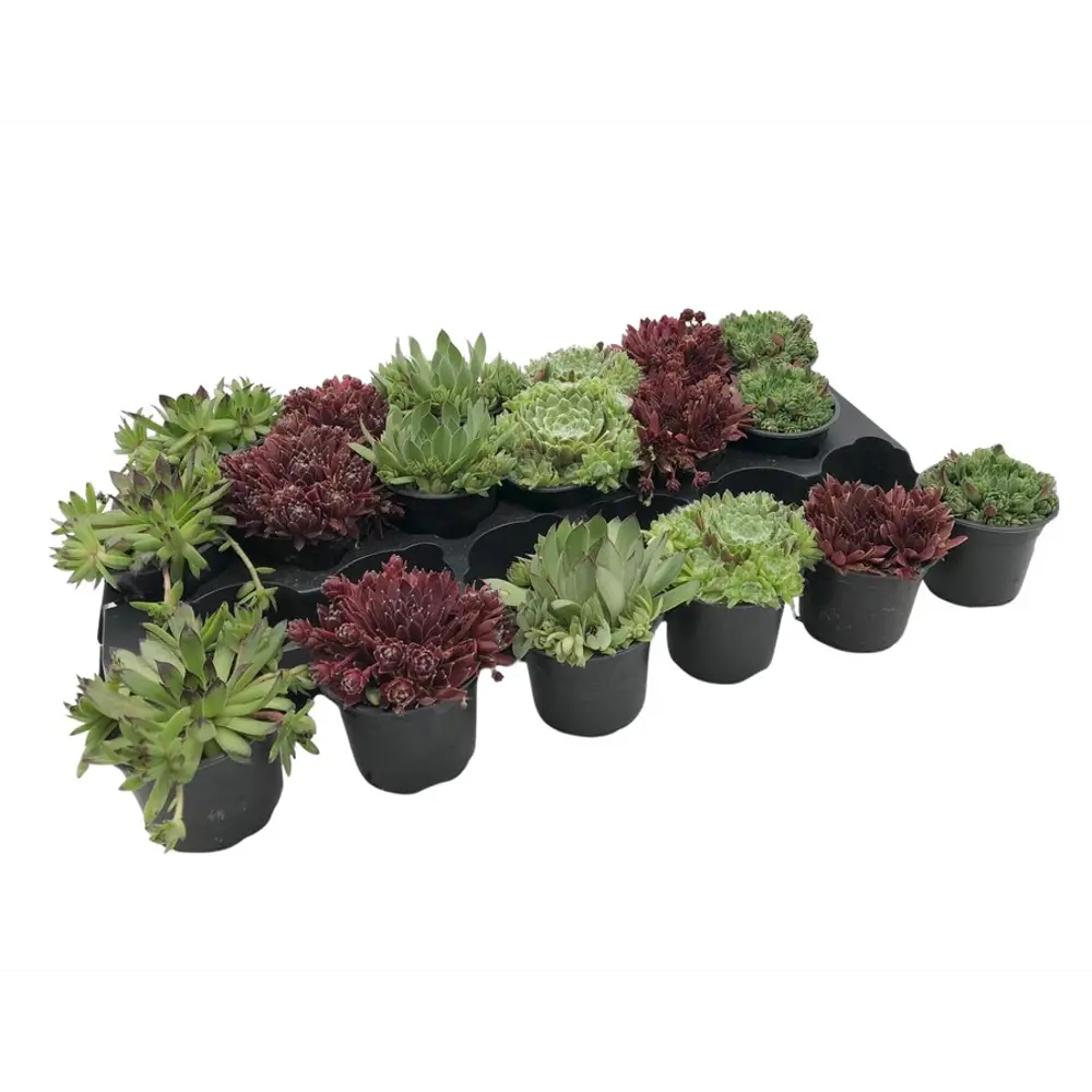 Семпервивум микс - многолетний суккулент для альпинария 89437929 Santreyd STLM-1579437