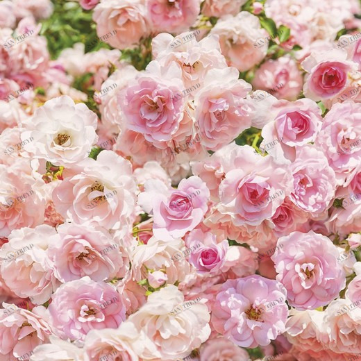 8-937-Rosa Фотообои Komar Imagine Edition 2 254х368 м 8937ROSA