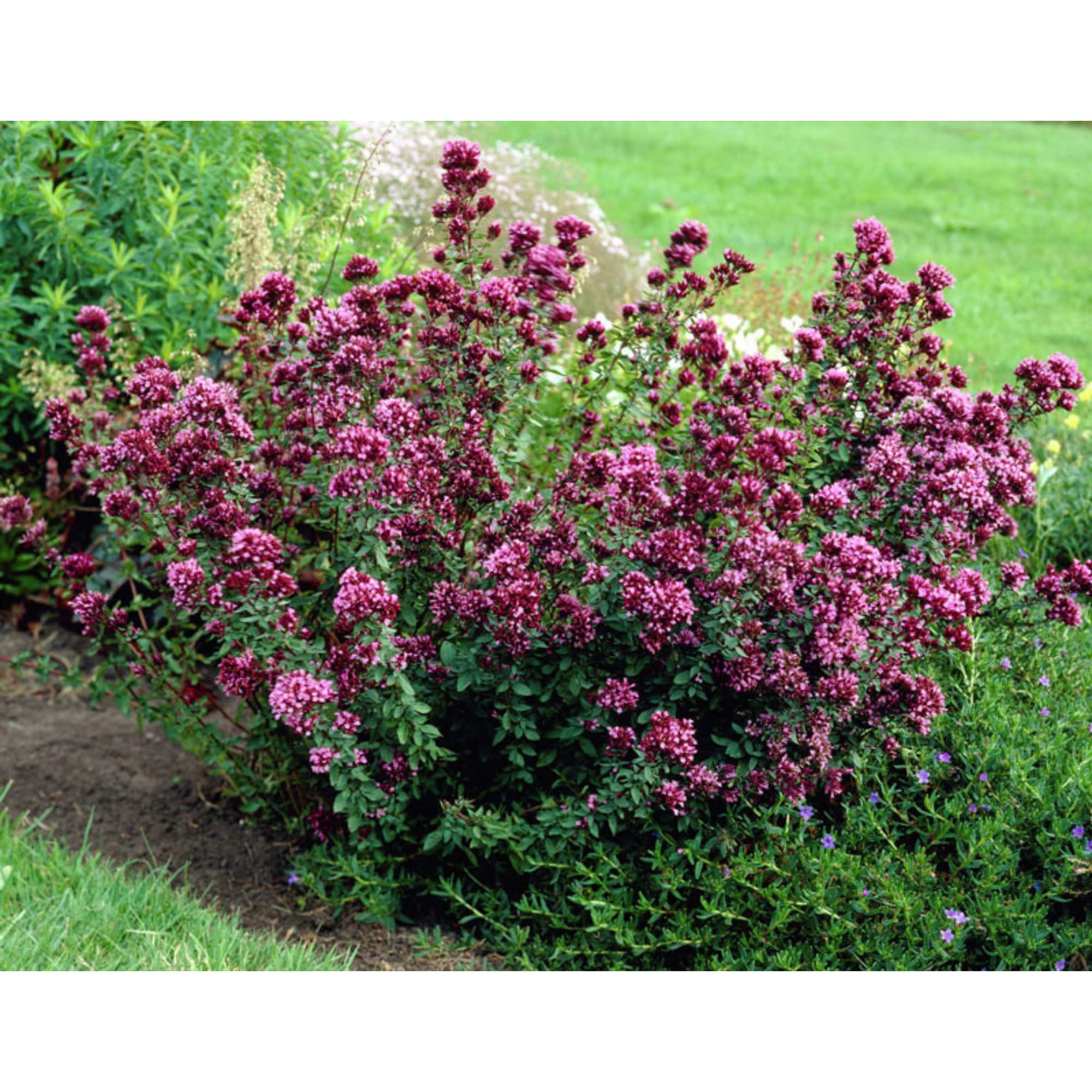 82585489 Тимьян в кассете, 6 шт Santreyd 