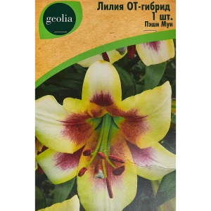 Лилия Geolia от-гибрид Пэшн Мун 86408654 STLM-2181193