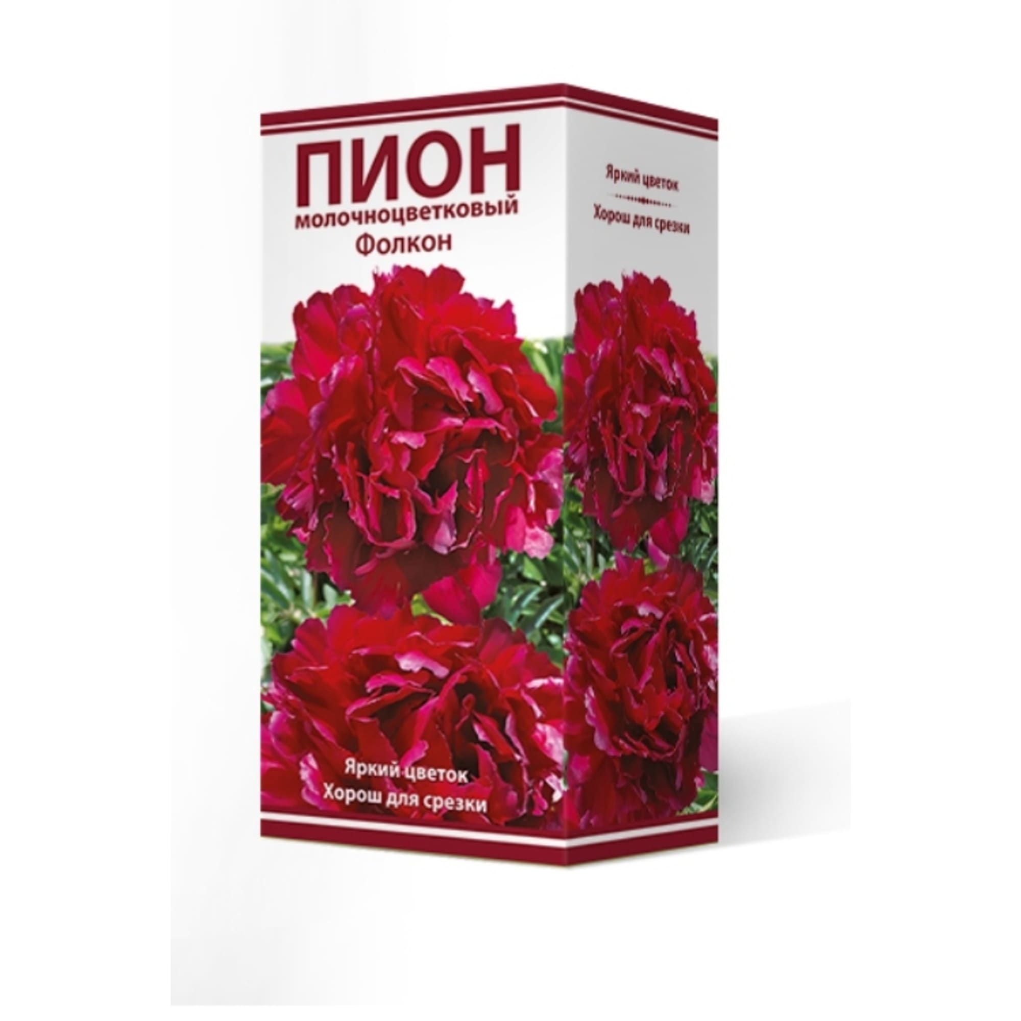 83600337 Пион травянистый Фолкон луковица 2-3 Santreyd 