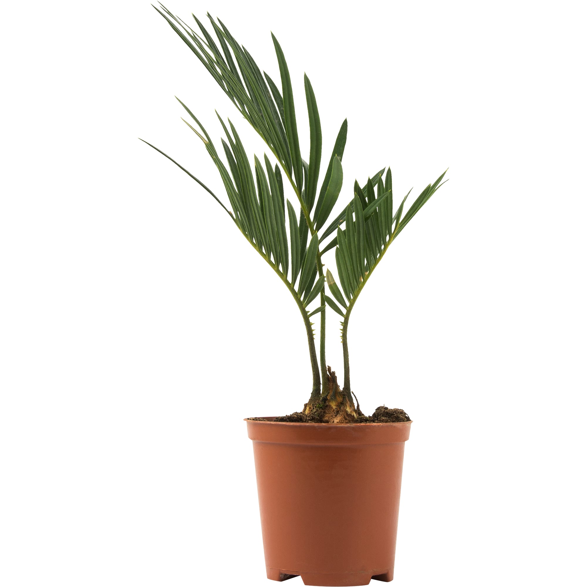 82578957 Цикас революта d7 h20 Santreyd  - Вид №2