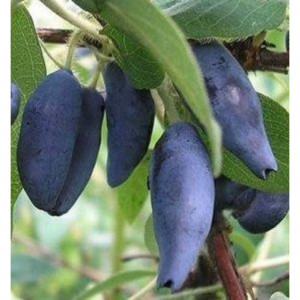 82597073 Жимолость плодовая «Камчадалка» C3 высота 50 см