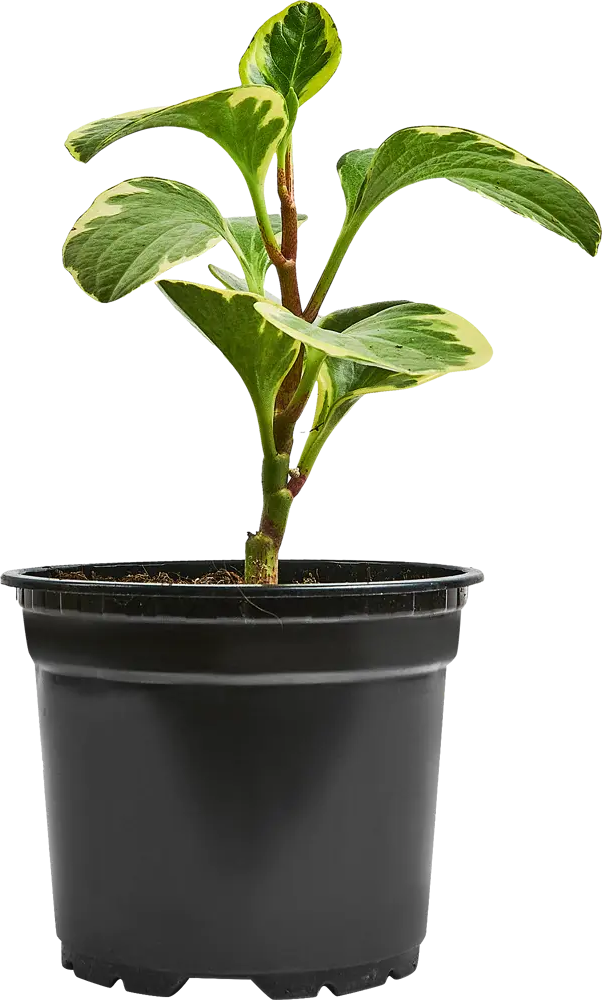 Santreyd Пеперомия Грин Голд с золотистыми листьями 89296601