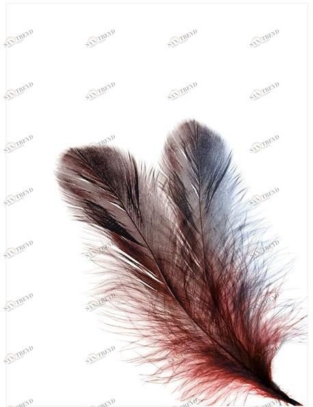 Jetclass Картина  Jpl408 