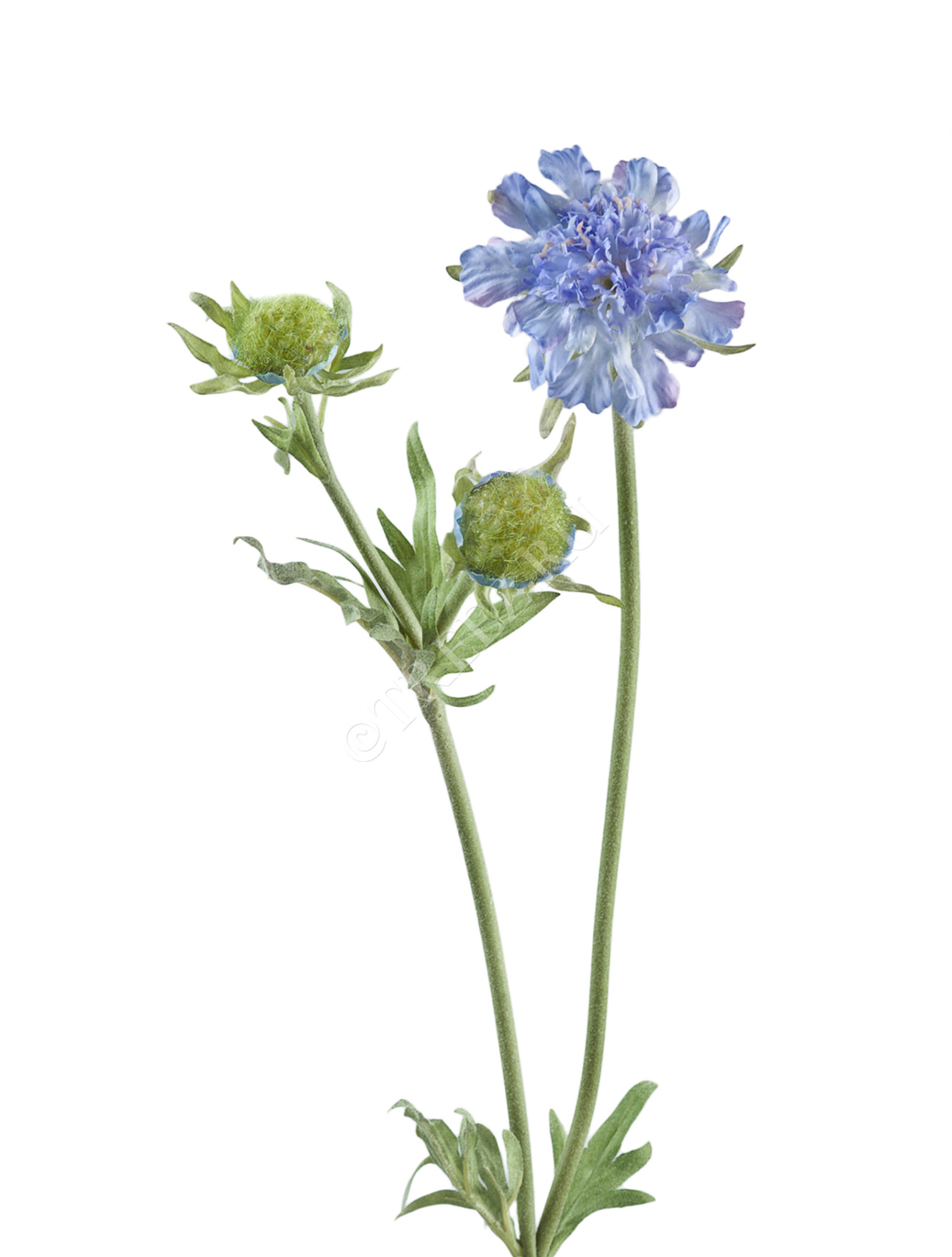 30.03080070BL Скабиоза голубая 68 см 1цв 1бут Цветочная коллекция 