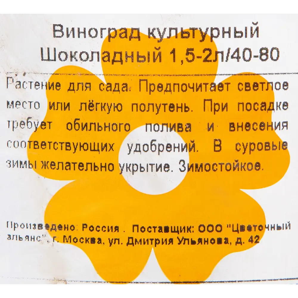 Виноград культурный «Шоколадный» 1.5-2 л высота 40 см 82601696 STLM-2066733 Santreyd  - Вид №1