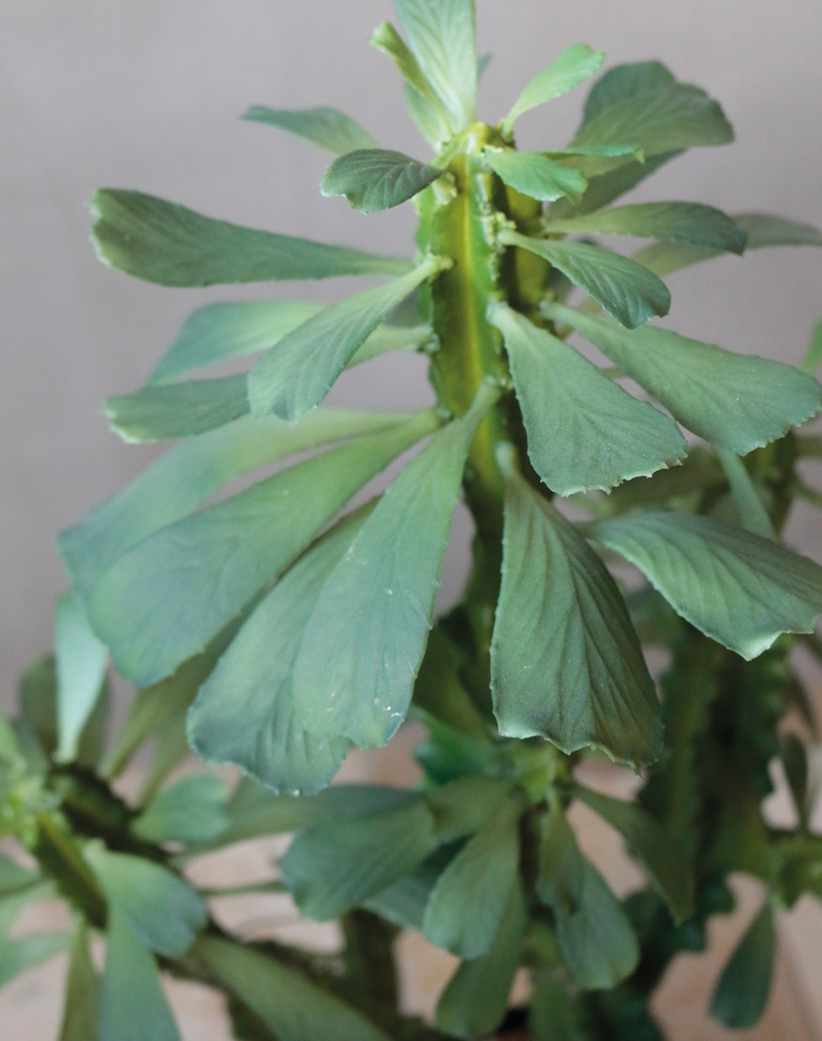 6147 883 a3 Молочай искусственный тригона, горшечный, 63 см, зеленый H-andreas  - Вид №6