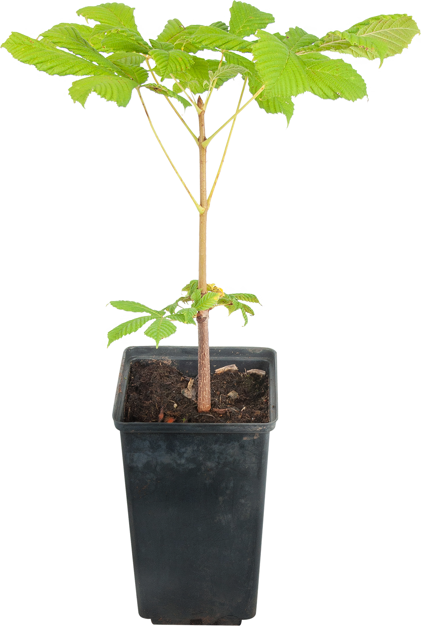 Каштан конский Santreyd - цветущее дерево для сада с целебными свойствами 17895710 STLM-0008938