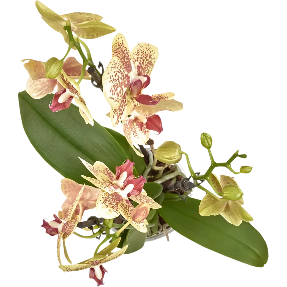 Santreyd Орхидея Фаленопсис - изящные цветки-бабочки для дома 82450358 STLM-0027414 - Вид №1