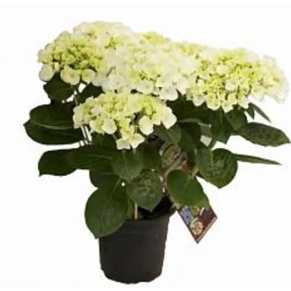 Гортензия микс ø10.5 h24 см Santreyd STLM-2062366