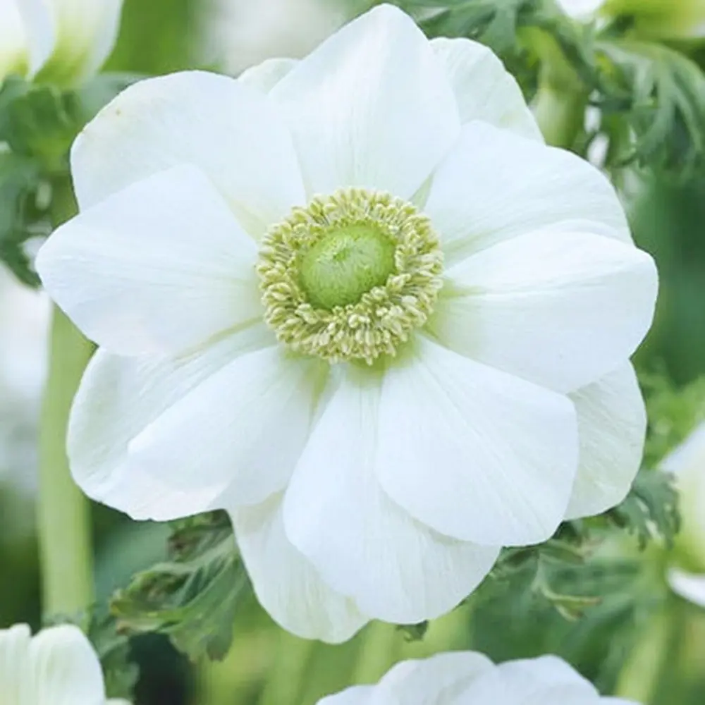 Анемона Geolia «The Bride» STLM-2042038