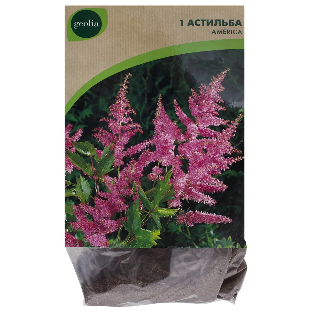 Астильба Geolia «America» 15548714 STLM-2102430 