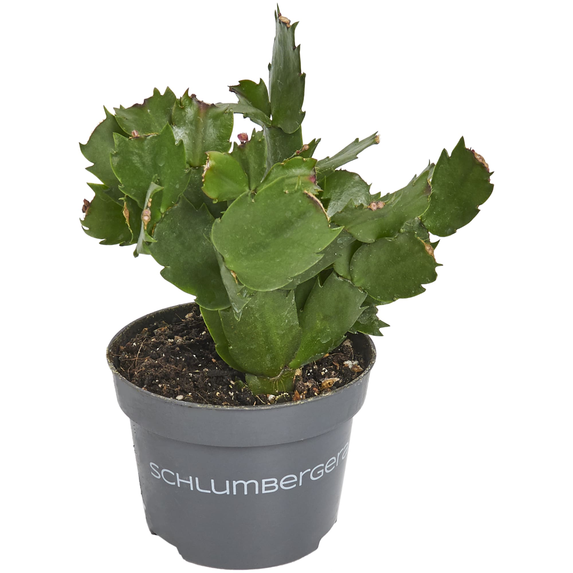 82399783 Шлюмбергера 10.5x22 см Santreyd 