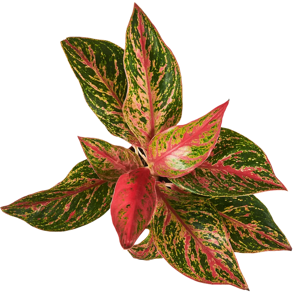 Santreyd Аглаонема Люкс микс — комнатное растение с малиновым кантом 87819686 STLM-0075886 - Вид №2