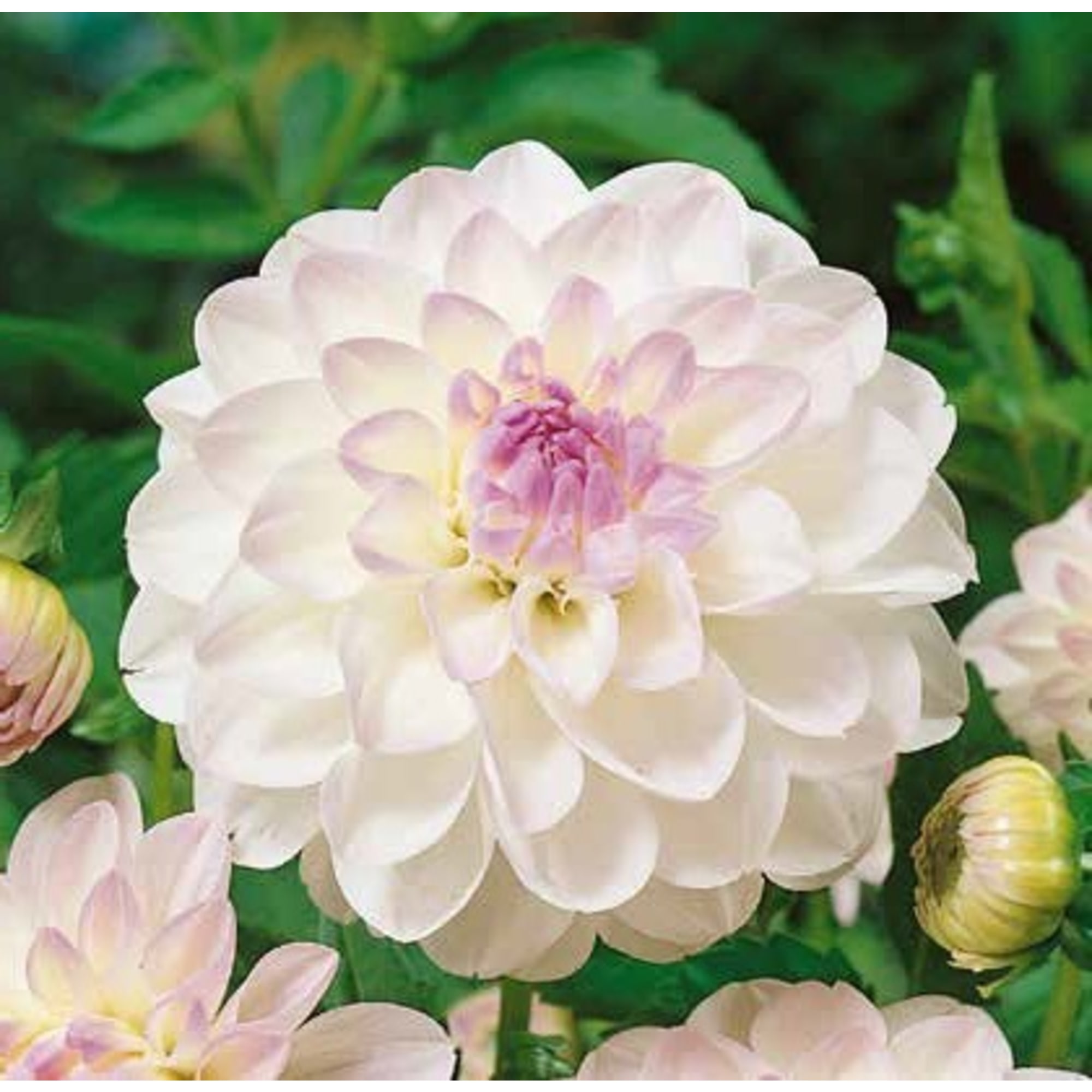 83760968 Георгина Виттем луковица II Santreyd 