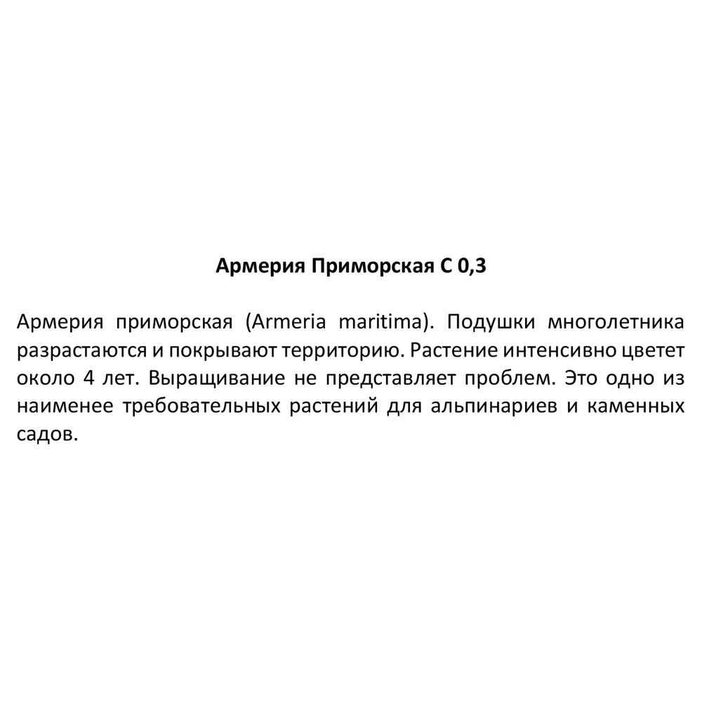 Армерия приморская Santreyd — пурпурное украшение сада 84845128 STLM-1495665 - Вид №3