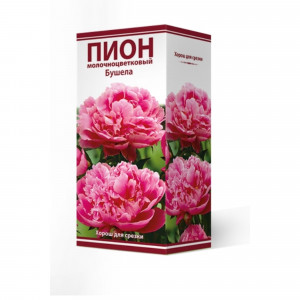 83600098 Пион травянистый Бушела луковица 2-3