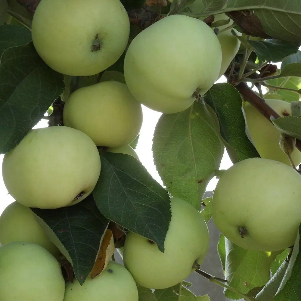 Яблоня Папировка - саженец плодового дерева 89365303 PLANTMARKET STLM-0954811