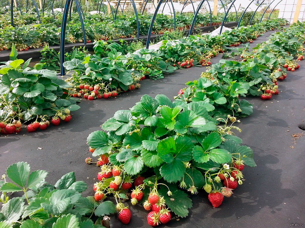 Геотекстиль 200 Строительный и садовый 1,6м x 25м ГеоПластБорд GPBST-107 - Вид №4