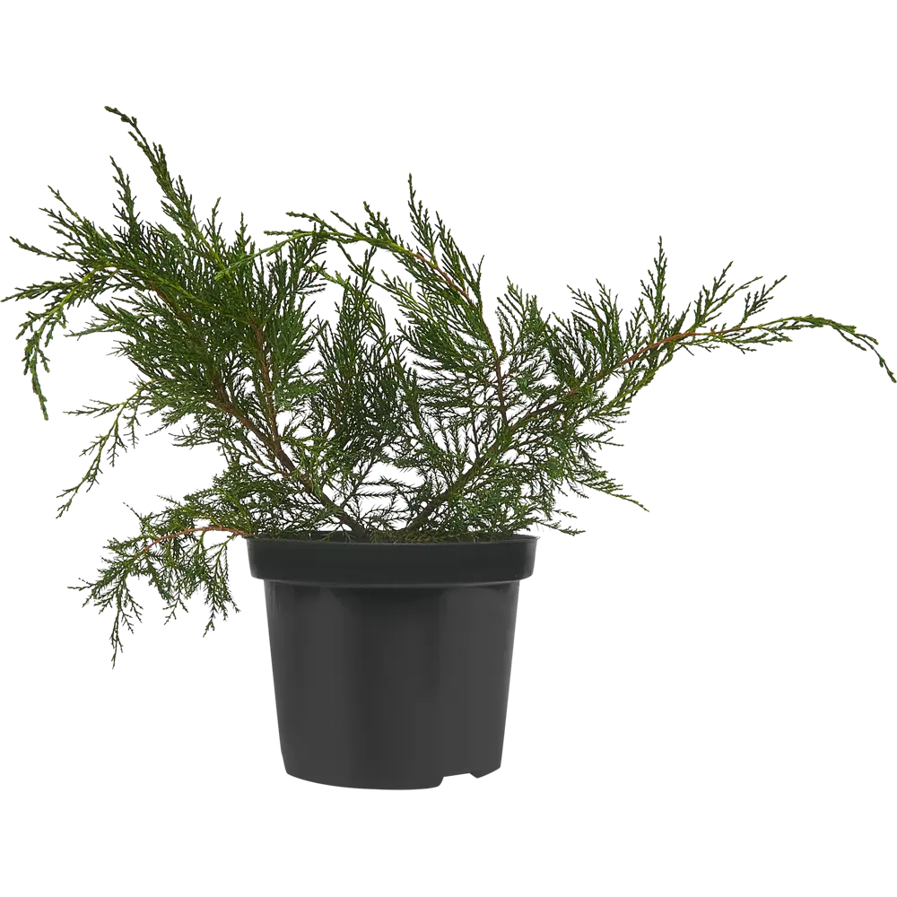 Можжевельник средний Минт Джулеп ø19 h20-30 см PLANTMARKET STLM-2200001 - Вид №1