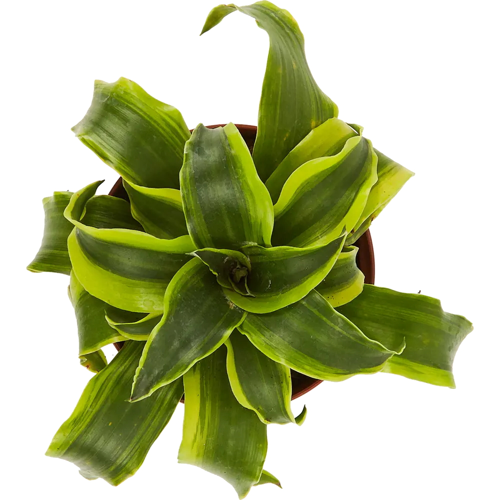 Santreyd Драцена фрагранс микс — элегантный комнатный росток 84586892 STLM-0052391 - Вид №1