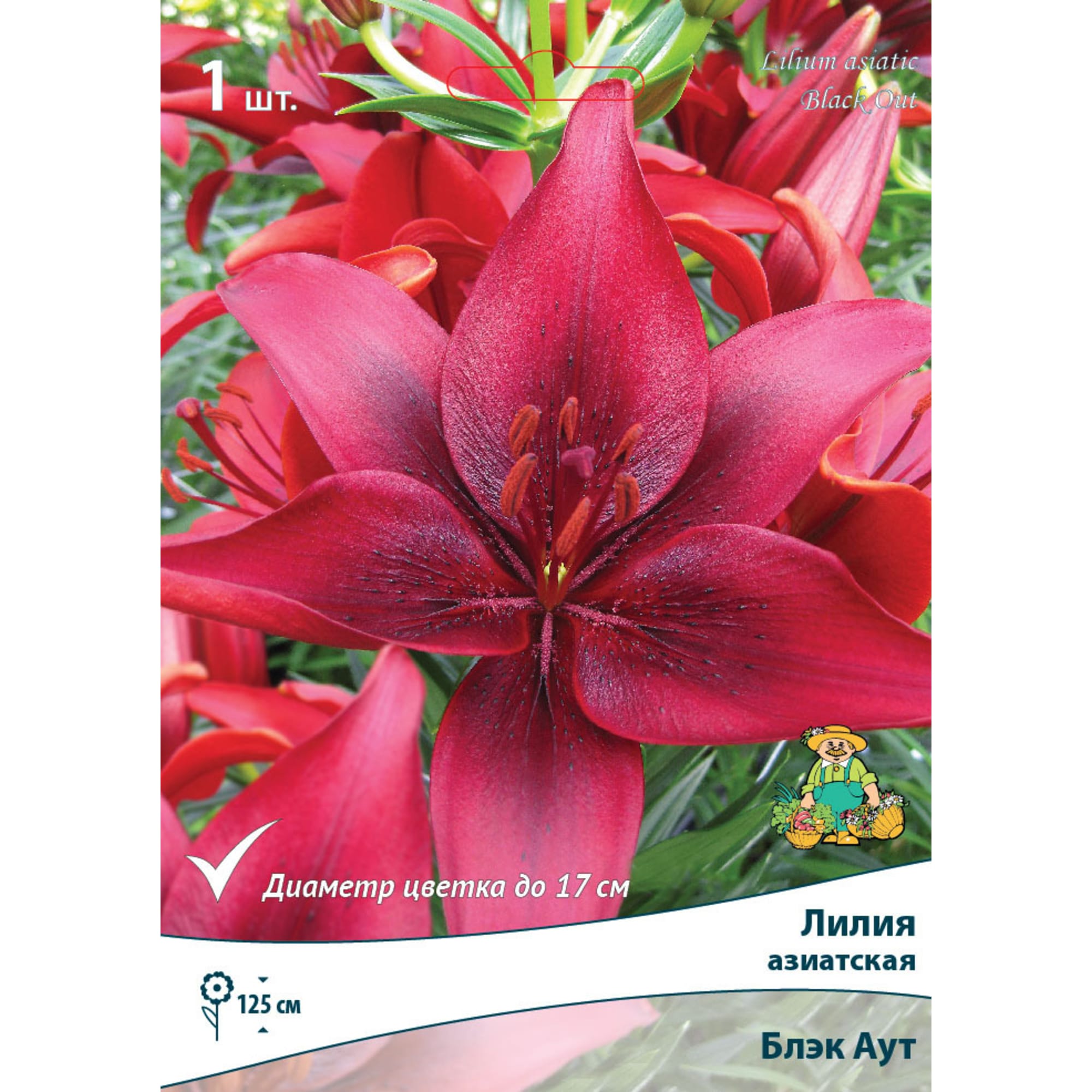 83597416 Лилия азиатская Блэк Аут луковица 12/14 Santreyd 