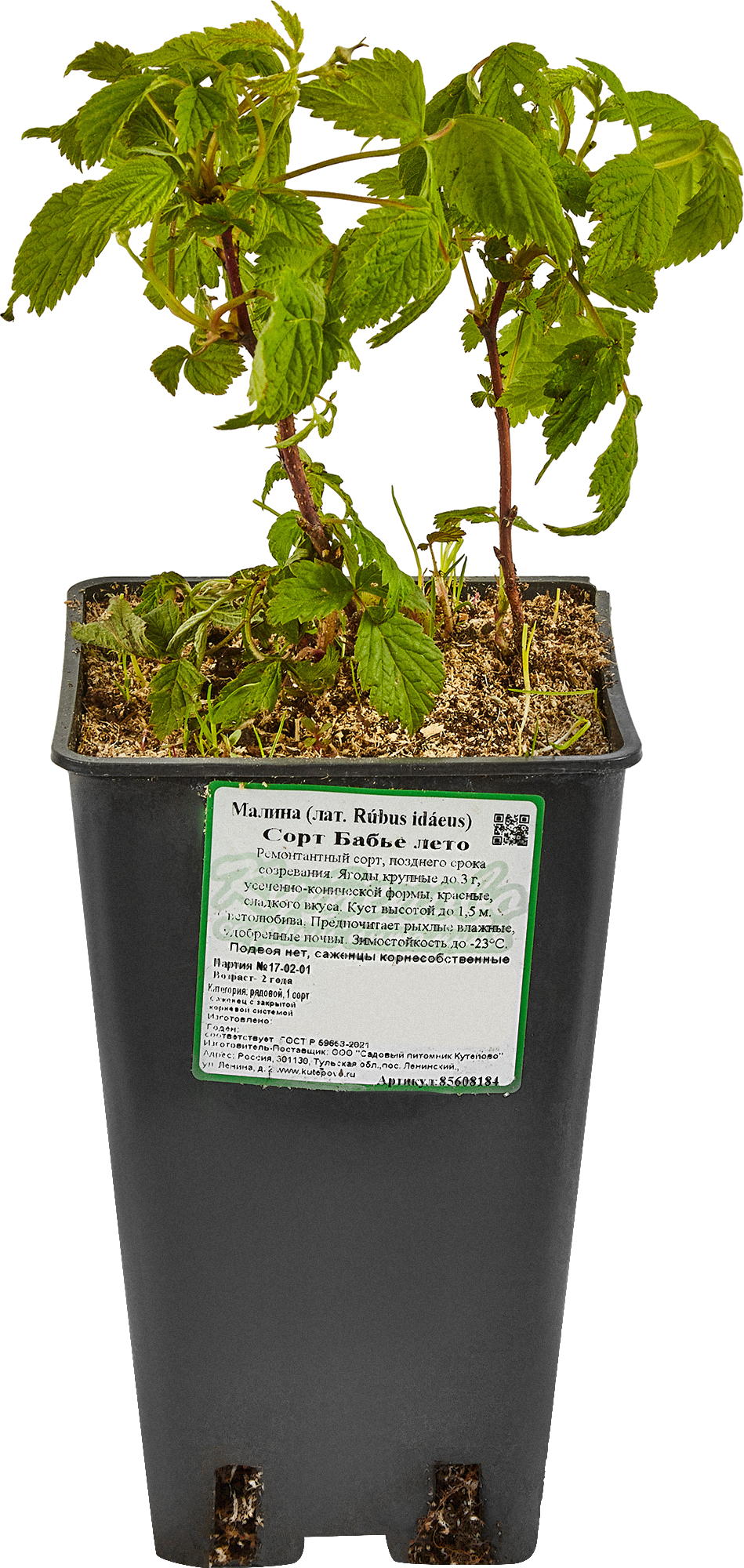 Саженец малины микс Santreyd - ранний урожай с двойным плодоношением 85608184 STLM-0064586 - Вид №1