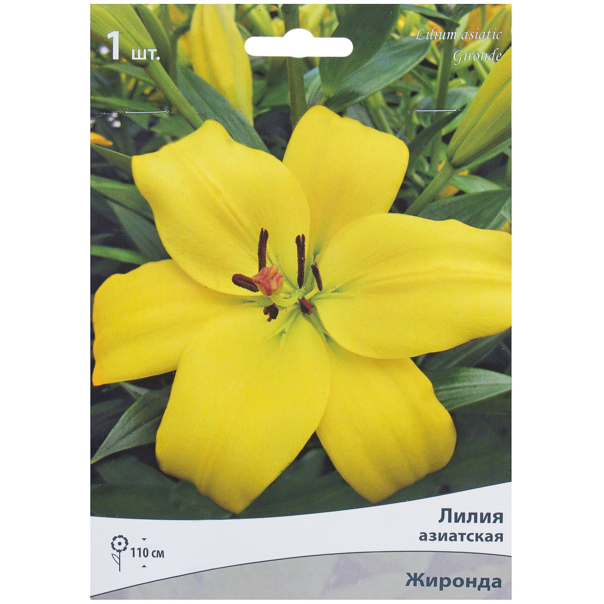 81945454 Лилия азиатская «Жиронда» Santreyd 