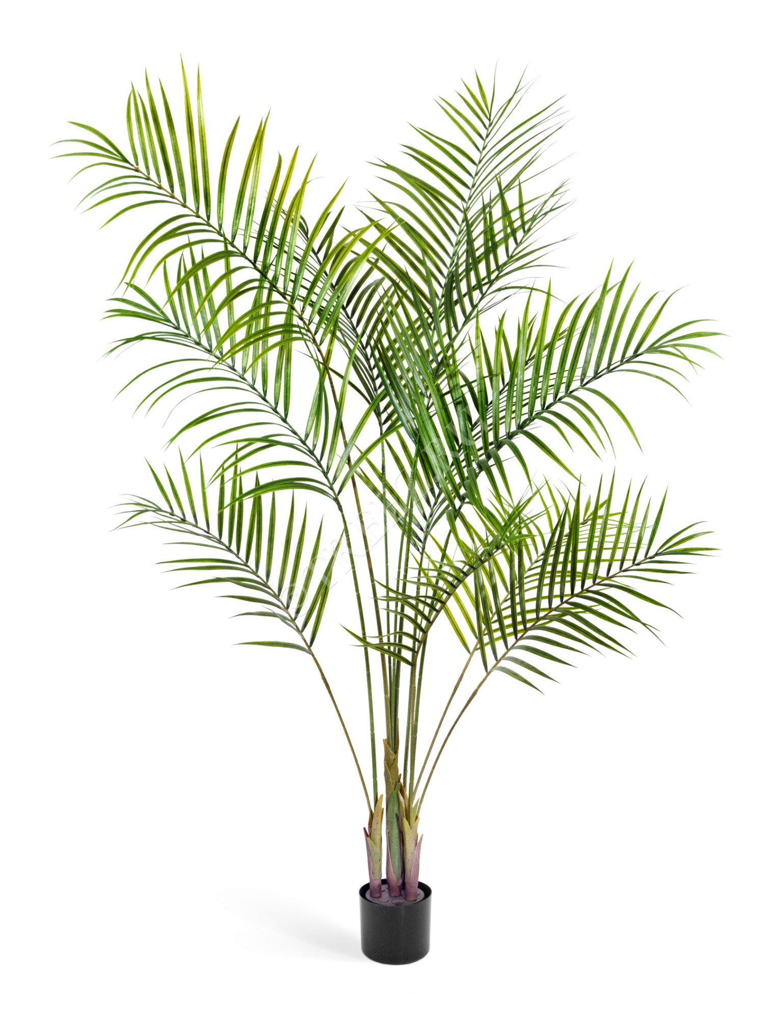 10.0213031/6N Пальма Арека Новая Цветочная коллекция 