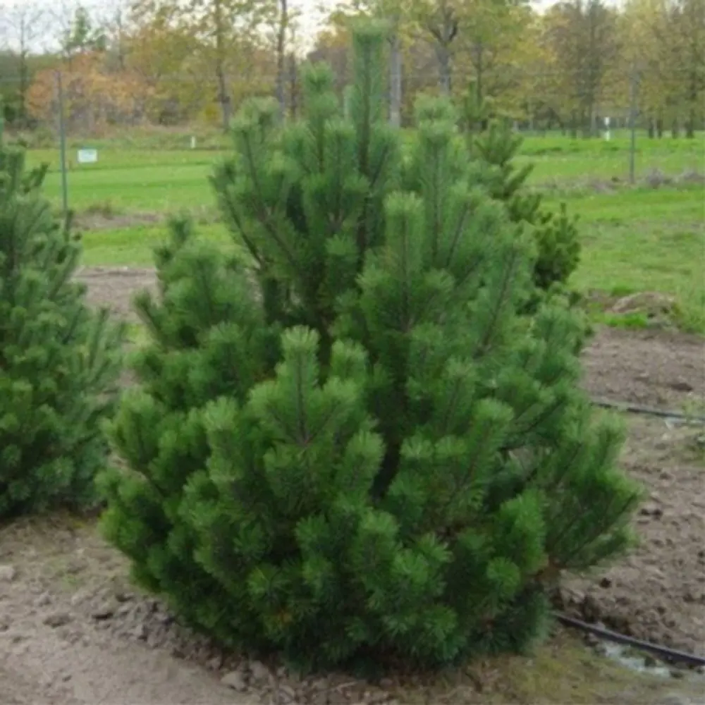 Сосна горная Мугус ø19 h20 см 87691142 STLM-2051691 PLANTMARKET 