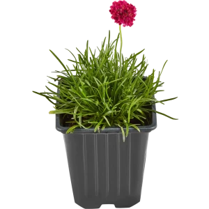 Армерия приморская Santreyd — пурпурное украшение сада 84845128