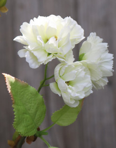 3087 778 a3 Ветка цветущей сакуры, 76 см, бежево-белая H-andreas