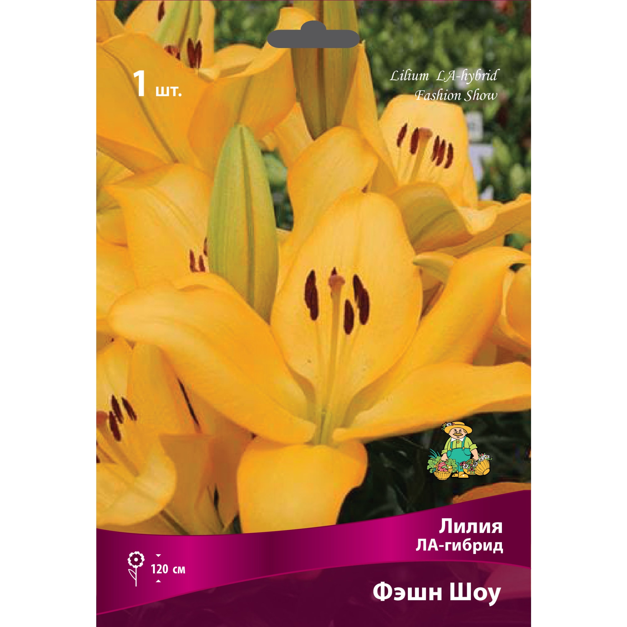 83597487 Лилии ЛА-гибриды Фэшн Шоу луковица 16/18 Santreyd 