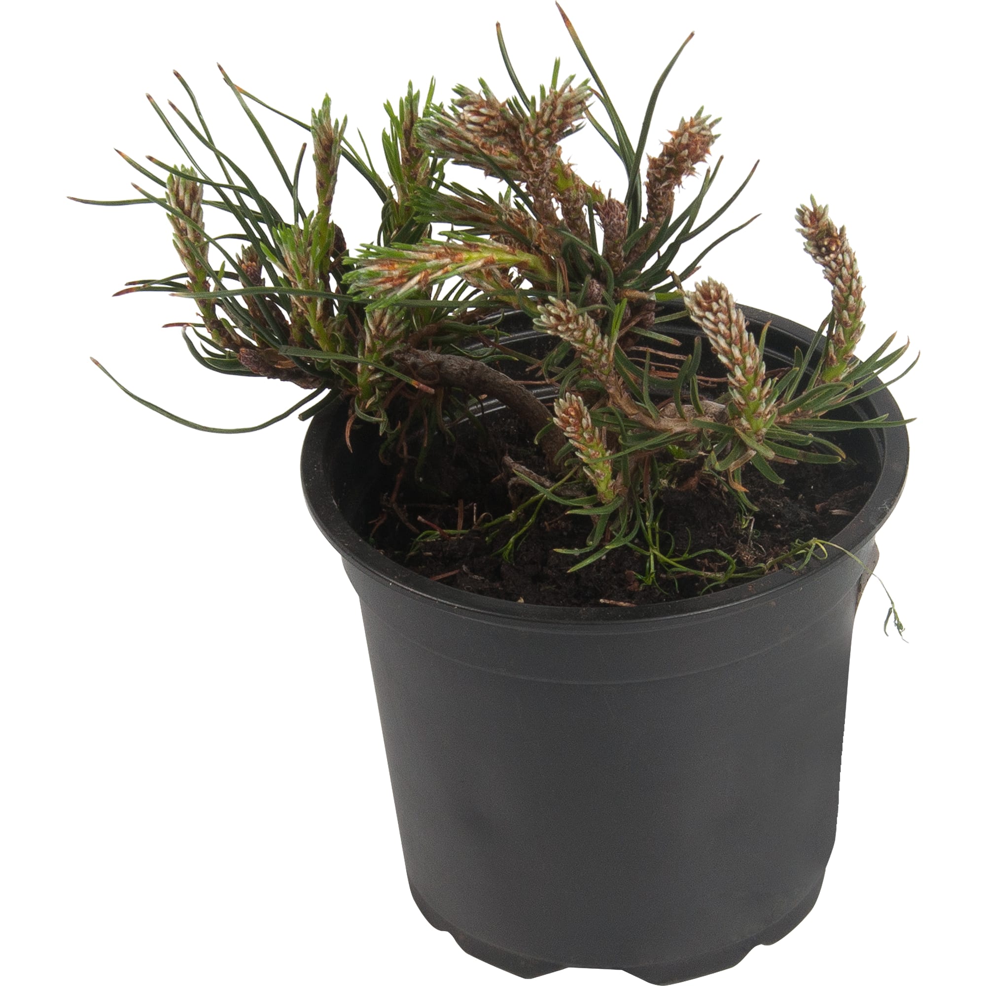 82601669 Сосна горная «Пумилио» 10x15 см Santreyd 