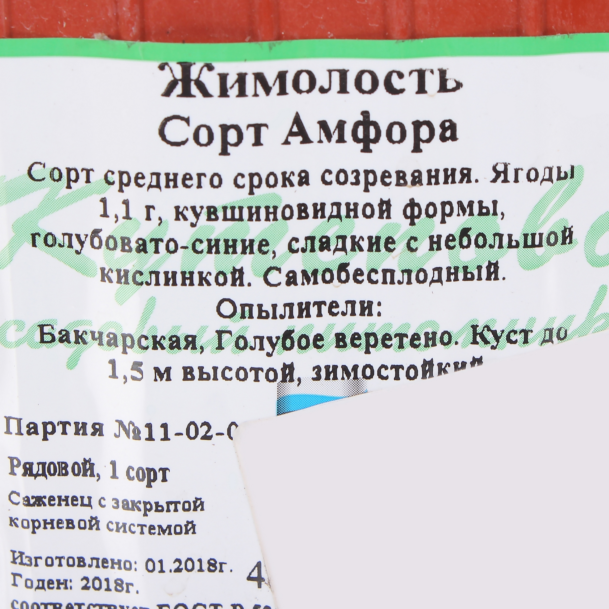 Жимолость Амфора Santreyd - плодовый куст с крупными ягодами 81954919 STLM-0015224 - Вид №2