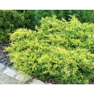 Можжевельник Пфитцера Голд Коаст ø13 h25 - 30 см