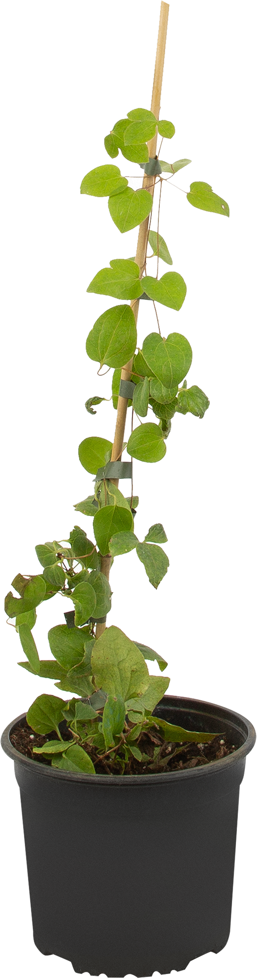 Клематис Дженси Крим Santreyd - крупноцветковый многолетник для вертикального озеленения 85324315