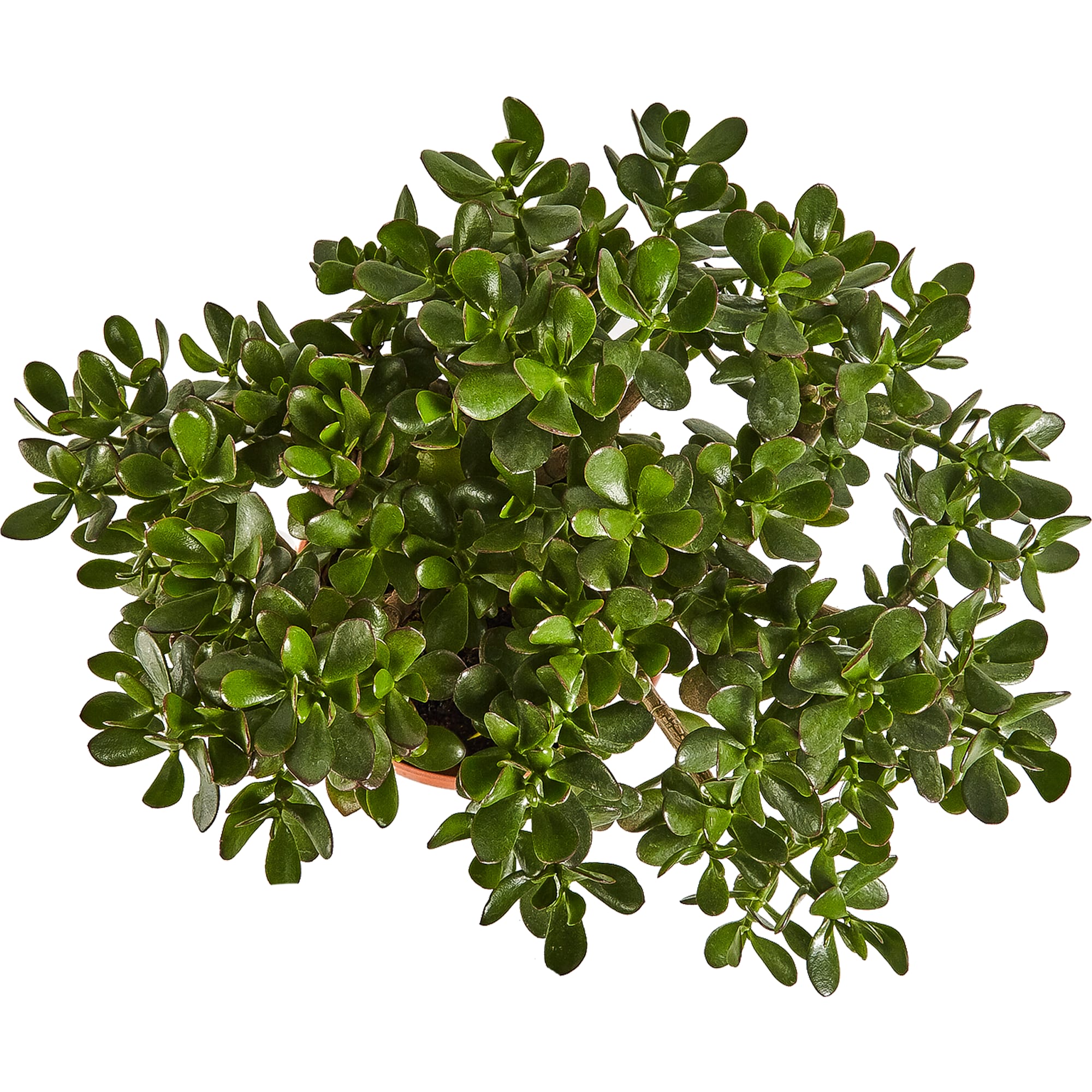 82849706 Крассула 30х55 см Santreyd  - Вид №1