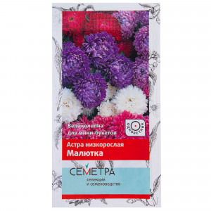 18359089 Астра низкорослая «Малютка»