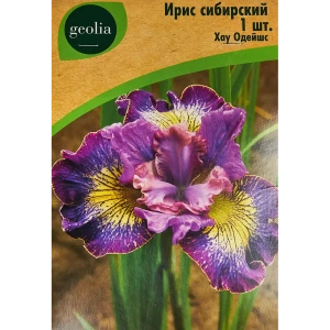 Ирис Geolia сибирский Хау Одейшс