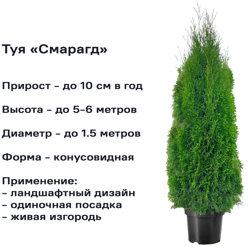 Туя западная Смарагд ø40 h100 - 120 см 87904748 STLM-2034385 PLANTMARKET  - Вид №1