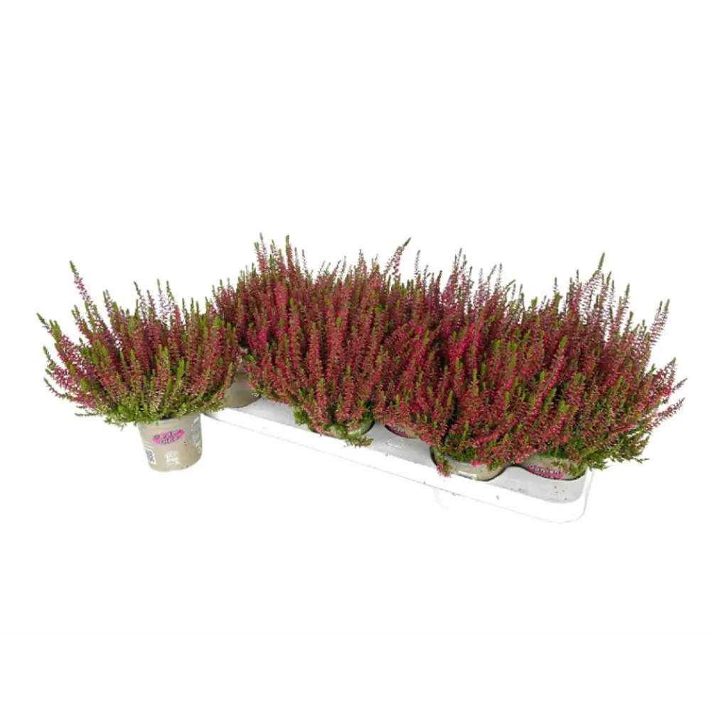 Калунна Голден Эндже - декоративный кустарник для альпинария 89437942 Santreyd STLM-1584377