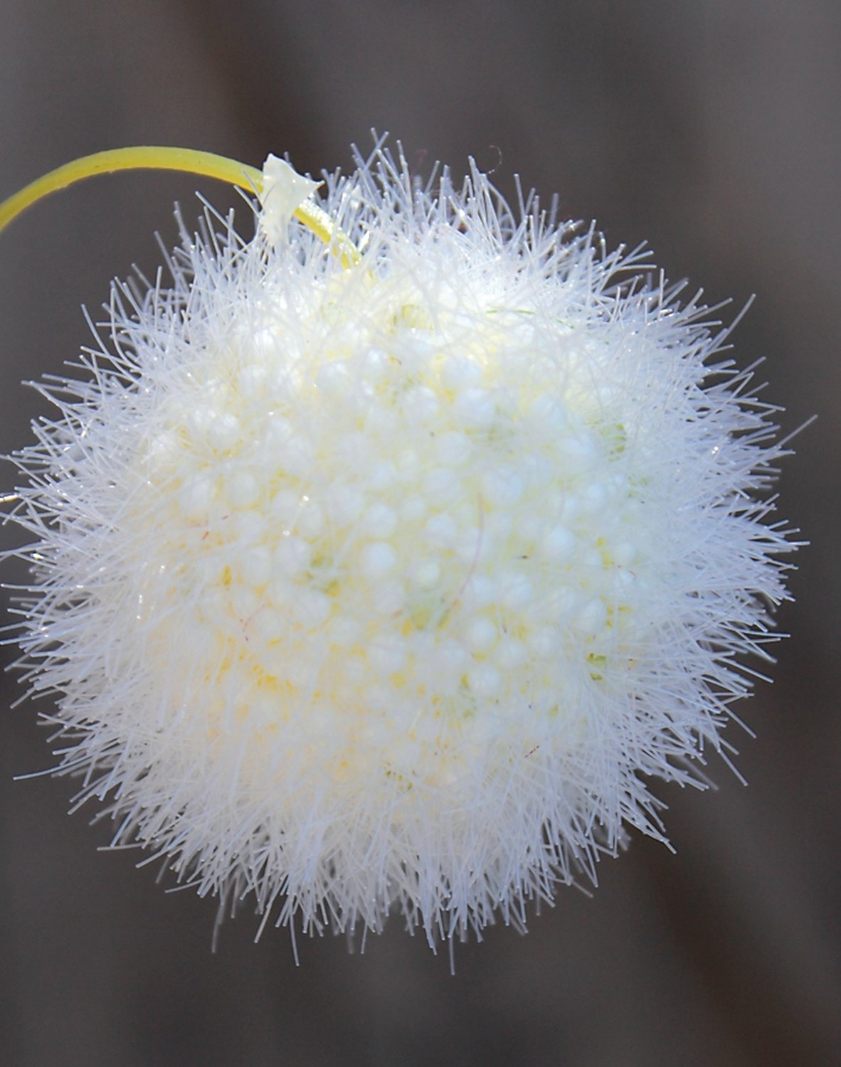 5535 778 a3 Искусственный спрей из плодов гомфокарпуса, 103 см, бежево-белый H-andreas  - Вид №2