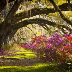 D1-065 Фотообои DIVINO Collection D 2.7х м