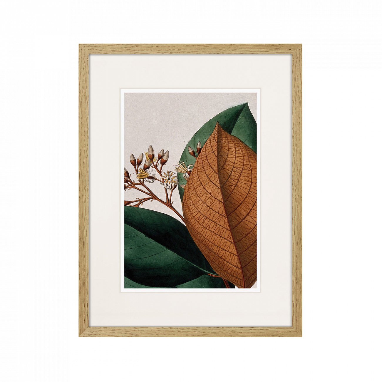 Картина: Exotic plants of the world №14, 1815г. КАРТИНЫ В КВАРТИРУ  264345 Разноцветный  - Вид №1