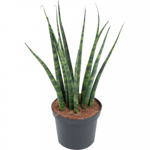 82850389 Сансевиерия микс 9х16 см