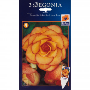82539269 Бегония пикоти жёлто-красная