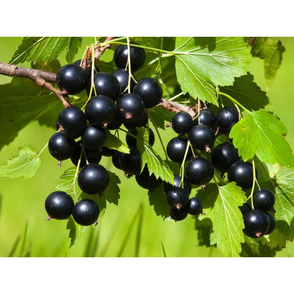 Смородина черная Зеленая дымка 89465377 STLM-2016767 PLANTMARKET 