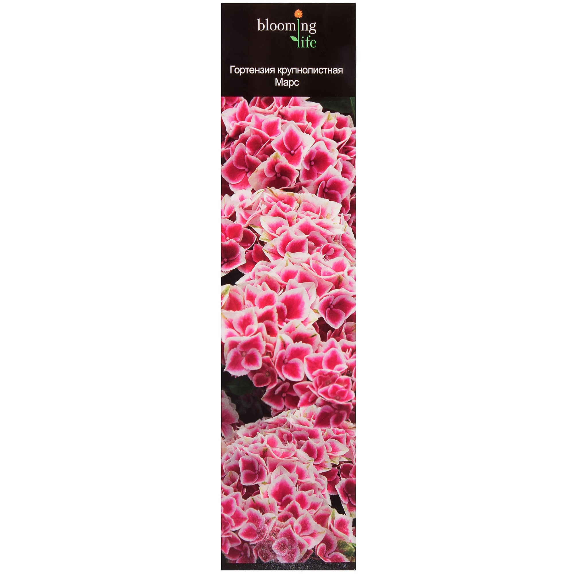 81948494 Гортензия крупнолистовая «Марс» (в тубе) Santreyd 